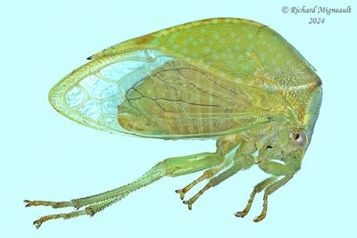 Treehopper - Stictocephala bisonia m24 1
