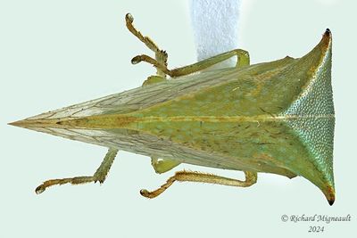 Treehopper - Stictocephala bisonia m24 2