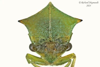 Treehopper - Stictocephala bisonia m24 3