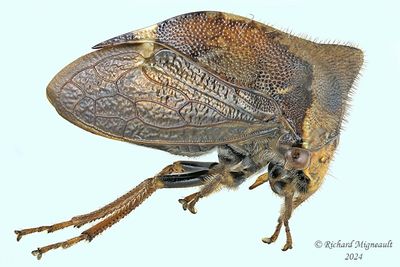 Treehopper - Stictocephala diceros m24