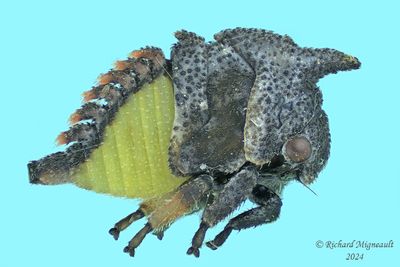 Widefooted Treehopper - Enchenopa latipes nymph m24