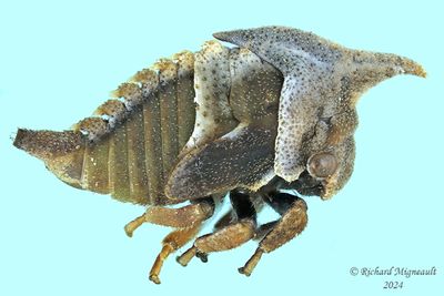 Widefooted Treehopper - Enchenopa latipes nymph m24