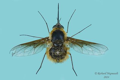 Bee flies