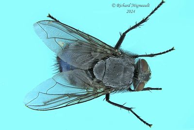 Blow Fly - Calliphora vomitoria m24 1