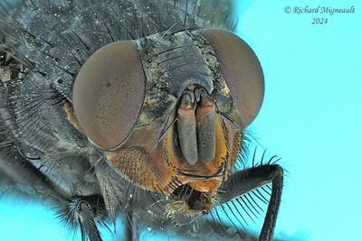 Blow Fly - Calliphora vomitoria m24 2