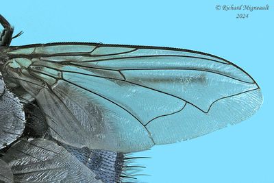 Blow Fly - Calliphora vomitoria m24 3