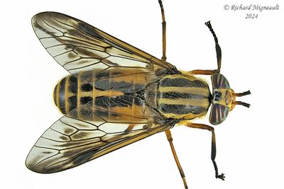 Deer Fly - Chrysops shermani m24 1