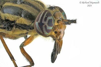 Deer Fly - Chrysops shermani m24 2