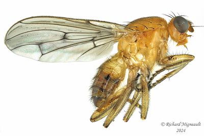 Dryomyzidae - Dryomyza anilis m24 1
