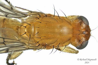 Dryomyzidae - Dryomyza anilis m24 2