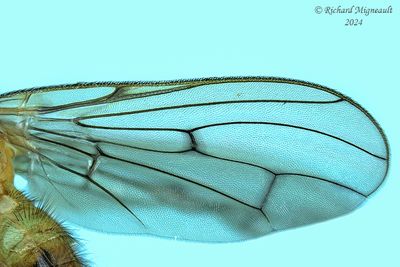 Dryomyzidae Flies