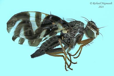 Fruit Fly - Stenopa vulnerata m24 1194ff.jpg