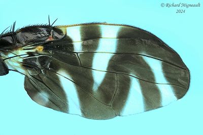 Fruit Fly - Stenopa vulnerata m24 3