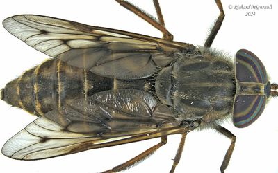 Horse fly - Hybomitra lasiophthalma m24 1