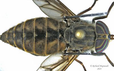 Horse fly - Hybomitra lasiophthalma m24 2