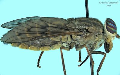 Horse fly - Hybomitra lasiophthalma m24 3