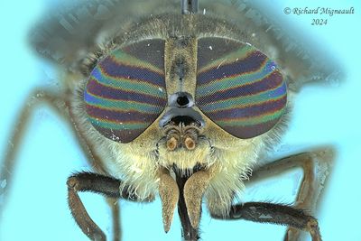 Horse fly - Hybomitra lasiophthalma m24 4