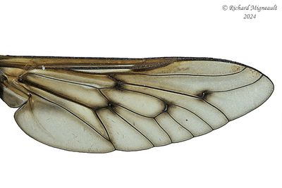 Horse Flies