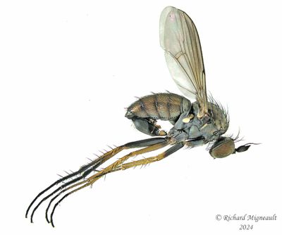 Long-legged Fly - Dolichopus sp m24 1