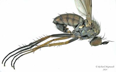 Long-legged Fly - Dolichopus sp m24 2