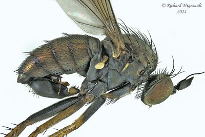 Long-legged Fly - Dolichopus sp m24 3