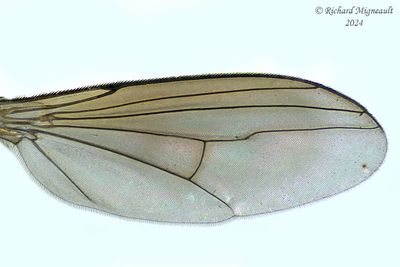 Longlegged Flies