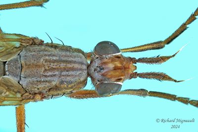 Marsh Fly - Sepedon sp5 m24 22
