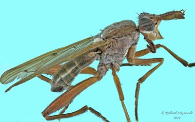 Marsh Fly - Sepedon sp5 m24 3