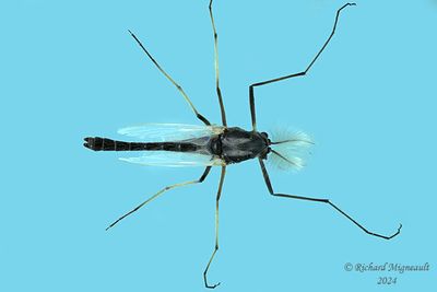 Midge - Chironomidae - Subf, Diamesinae m24 1