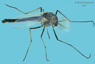 Midge - Chironomidae - Subf, Diamesinae m24 2