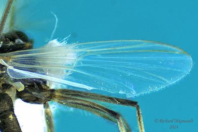 Midge - Chironomidae - Subf, Diamesinae m24 4