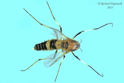 Midge - Cricotopus sp2 1