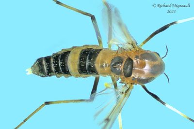 Midge - Cricotopus sp2 m24 2