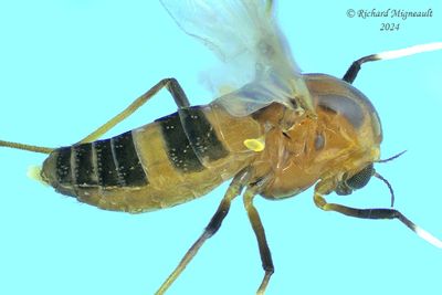 Midge - Cricotopus sp2 m24 3