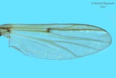 Midge - Cricotopus sp2 m24 4
