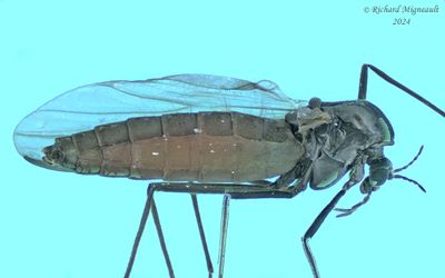 Midge - Orthocladiinae sp2 m24 1