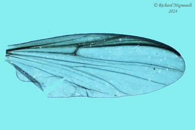Midge - Orthocladiinae sp2 m24 2