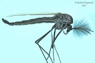 Midge - Orthocladiinae sp3 m24 1