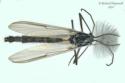 Midge - Orthocladiinae sp3 m24 2