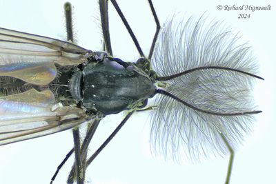Midge - Orthocladiinae sp3 m24 3