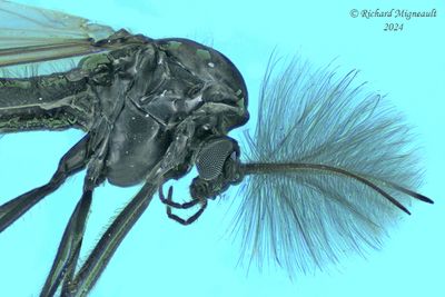 Midge - Orthocladiinae sp3 m24 4