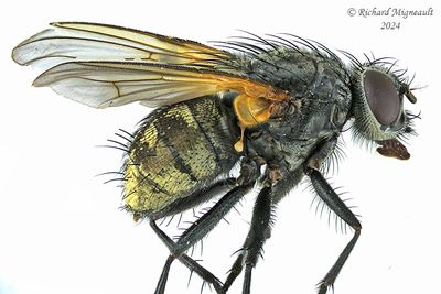 Muscidae sp5 m24 1