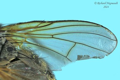 Muscidae sp5 m24 3