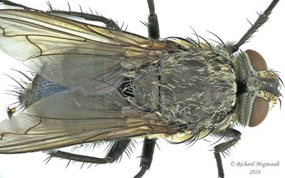 Polleniidae - Pollenia pediculata, female m24 2