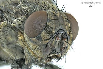 Polleniidae - Pollenia pediculata, female m24 3