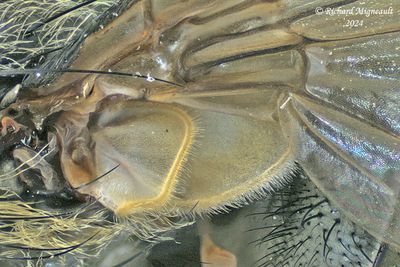 Polleniidae - Pollenia pediculata, female m24 4