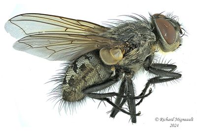 Polleniidae - Pollenia pediculata, male m24 1