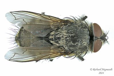 Polleniidae - Pollenia pediculata, male m24 2