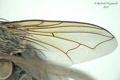 Polleniidae - Pollenia pediculata, male m24 3