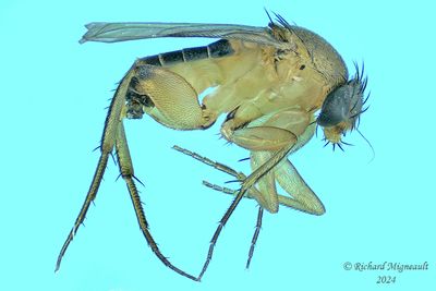 Scuttle Fly sp7 m24 1